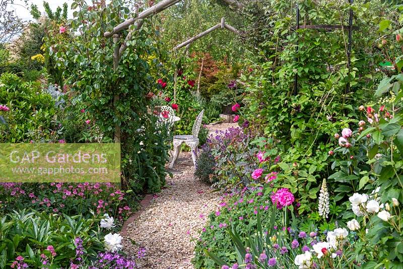 A cottage garden with gravel path leading under a series of wooden arches supporting climbing roses. 
