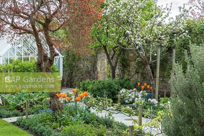 Set against an ancient wall, a small formal kitchen garden with Malus domestica 'Falstaff' - Apple - in blossom and trained along a stepover cordon in bed of Myosotis - Forget-me-not - and Tulipa - Tulip