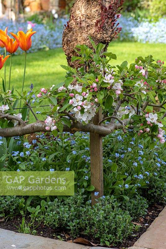 Corner of a bed edged with Malus domestica 'Falstaff' - Apple - in blossom, trained along a stepover cordon, underplanted with Myosotis - Forget-me-not