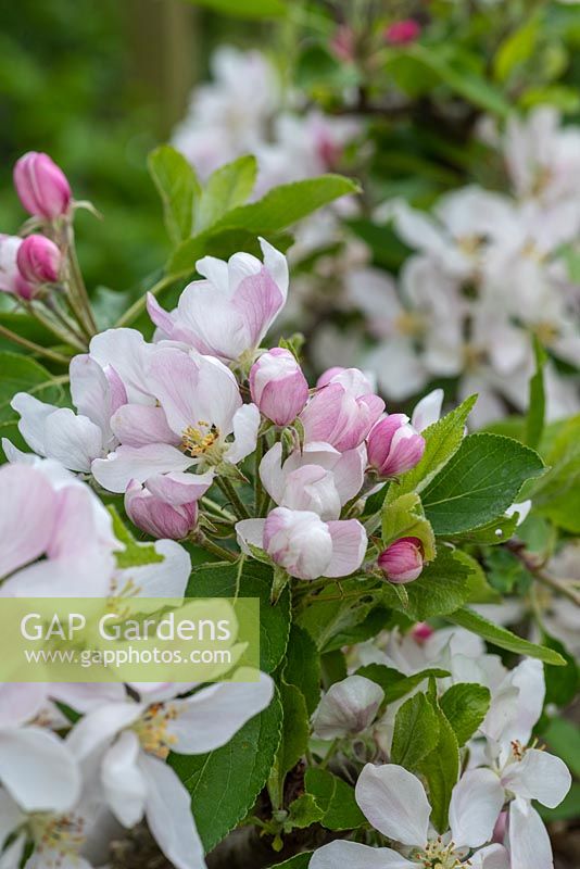 Malus domestica 'Falstaff' - Apple - close up of blossom