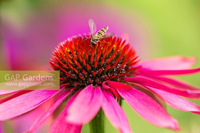 Echinacea 'Cheyenne Spirit' - hoverfly on bright pink flower