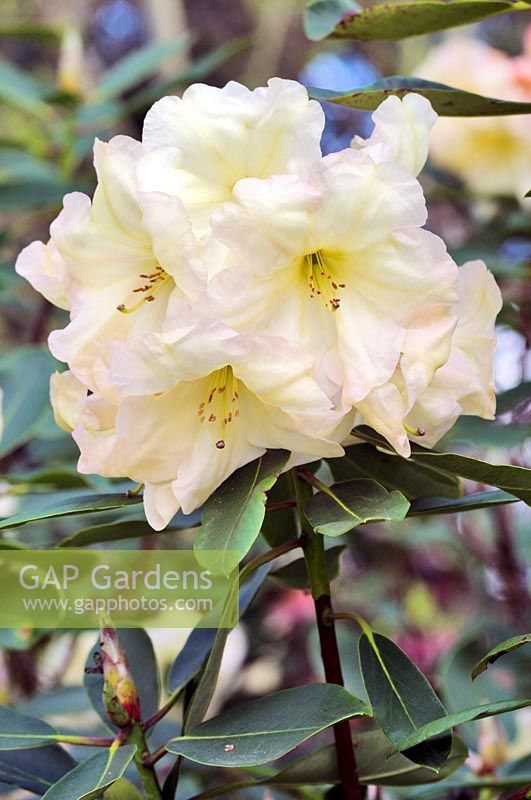Rhododendron 'New Comet' - May