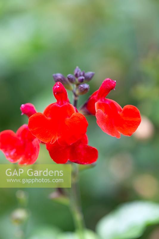 Salvia greggii 'Royal Bumble' - 