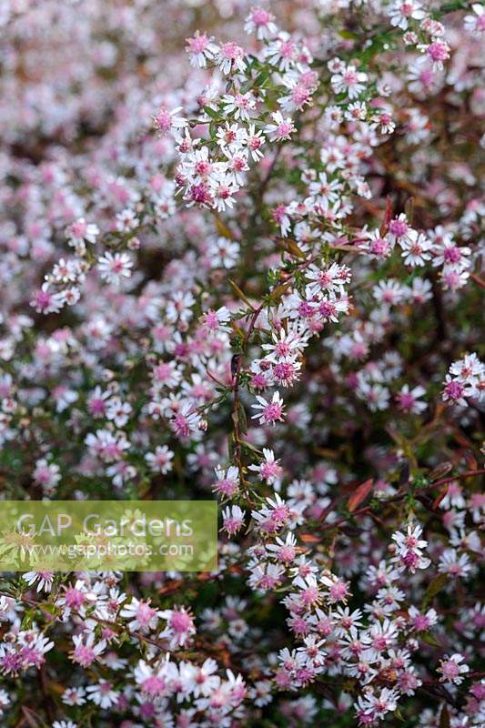 Symphyotrichum lateriflorum 'Lady in Black' - Calico Aster 