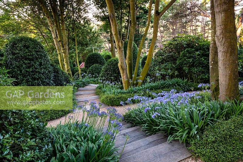View down wooden steps flanked with Agapanthus and clipped box. 