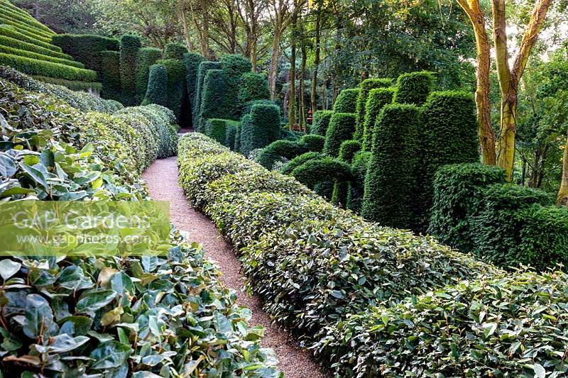 Clipped laurel hedge along path and a group of yew columns.