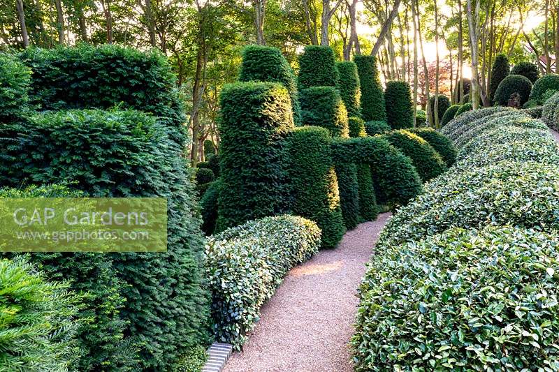 View of sculpted eleagnus hedge and yew columns and arches.
