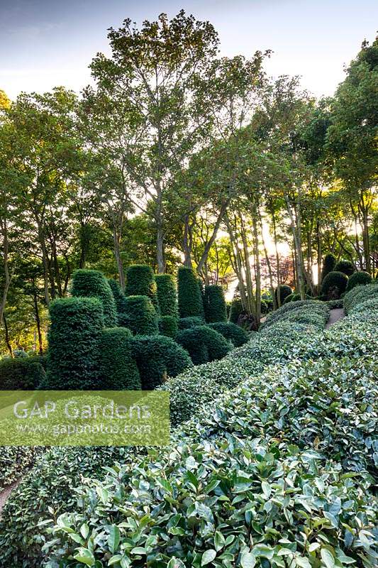 View over sculpted eleagnus hedge to a group of sculpted yew columns and arches.