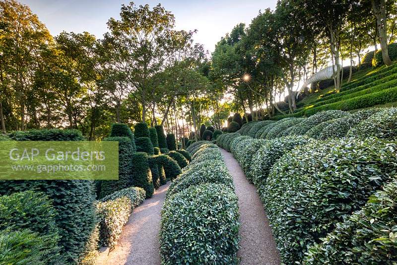 View of sculpted eleagnus hedge and yew columns and arches.