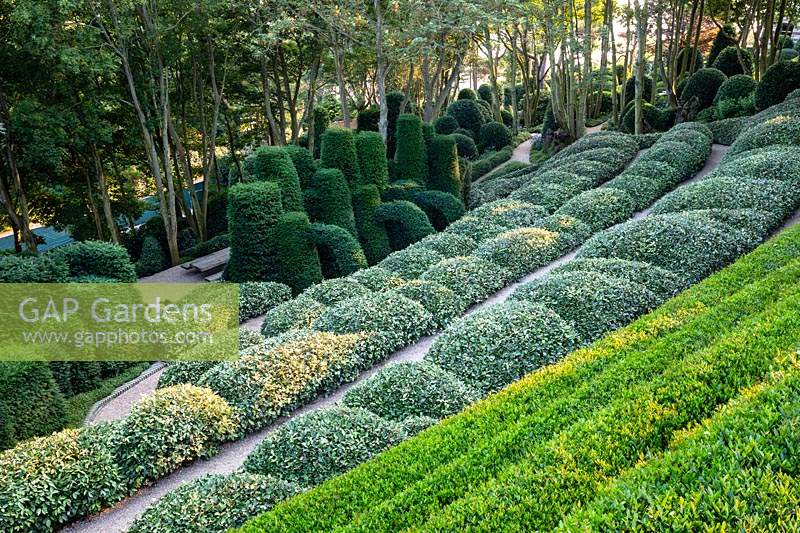 View over terraced pathways and sculpted Box and Eleagnus hedges to a group of shaped yew columns and arches. 