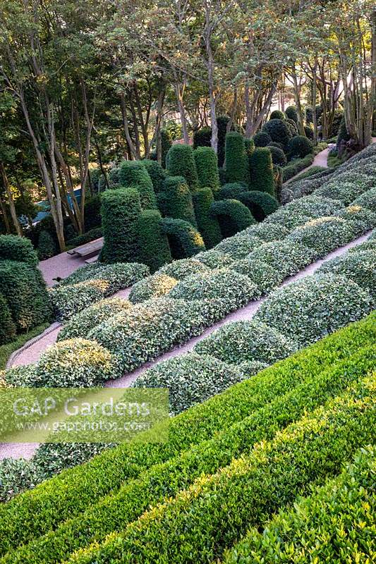 View over terraced pathways and sculpted Box and Eleagnus hedges to a group of shaped yew columns and arches.
