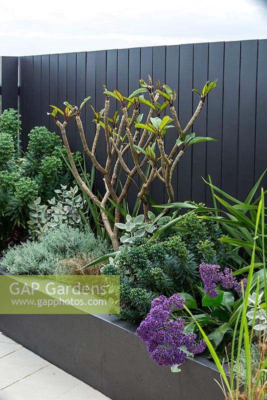 Detail of a raised garden bed with a mixed planting of grey, silver foliage plants and a small Frangipani tree that is putting on new growth featuring a Perez's Sea Lavender, with purple flowers.