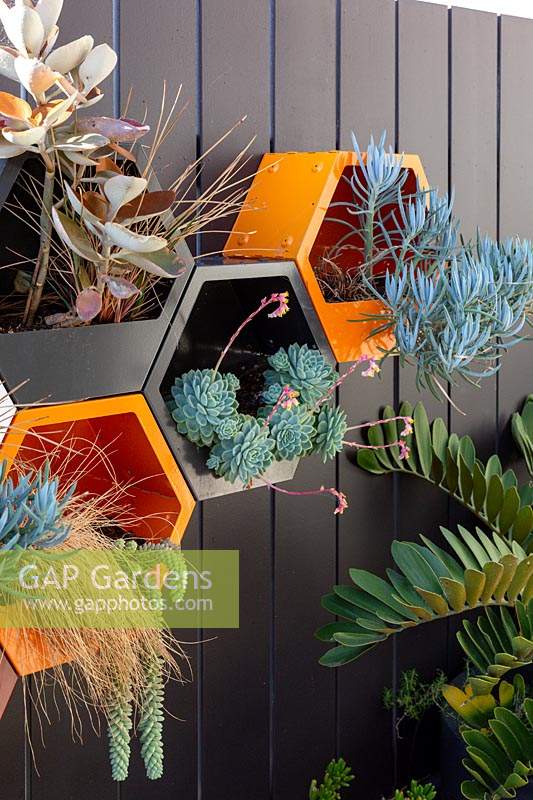 Decorative, painted metal wall mounted hexagonal pots, planted with a variety of succulents and grasses.