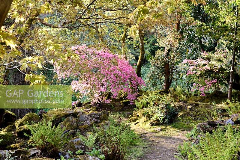 Pink azaleas and fresh new fern fronds in the rockery at Hotel Endsleigh in spring