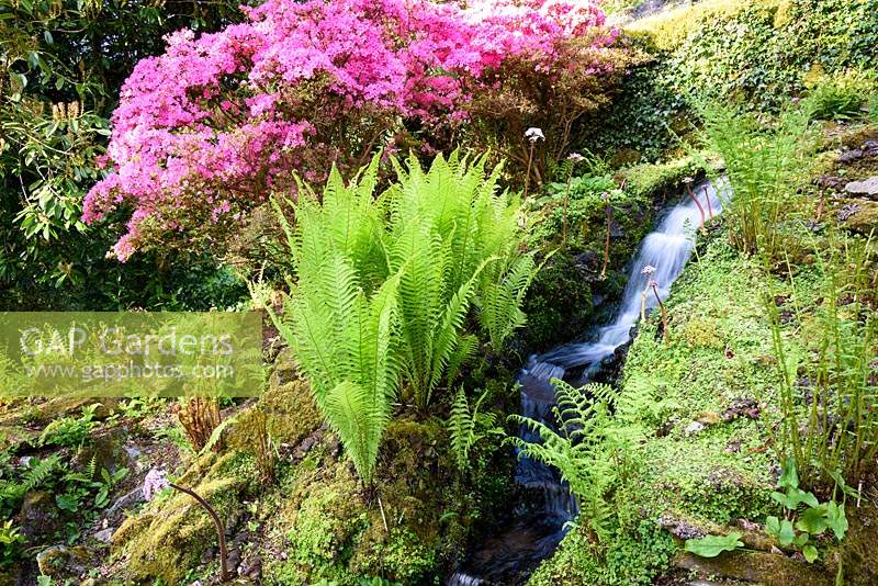 Cascade in the rockery amongst ferns, flowering Darmera peltata and pink flowered azalea.