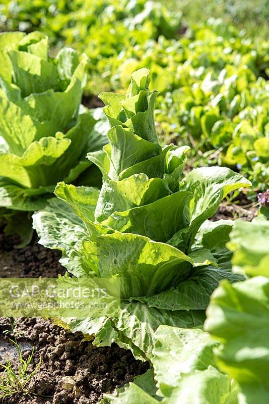 Cichorium intybus 'Sugarloaf' - Chicory - plants bolting