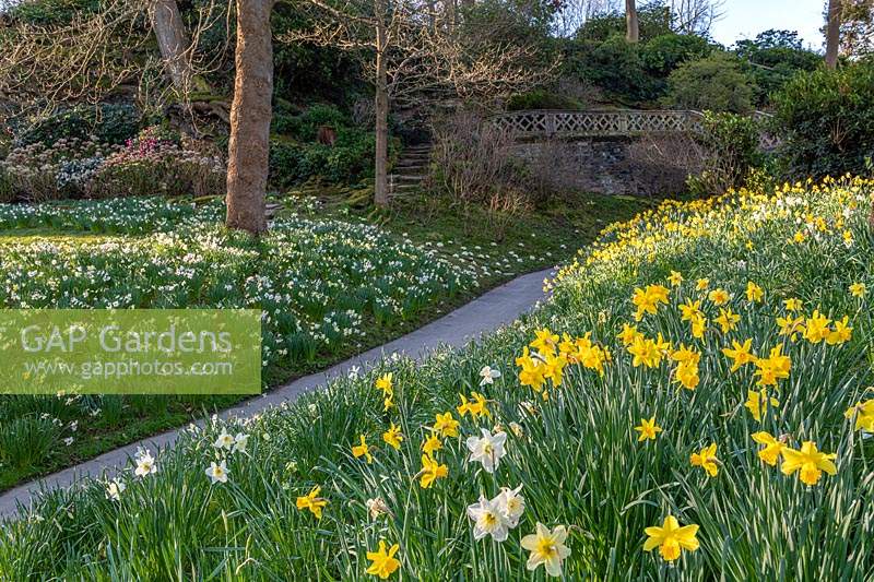 View across banks of naturalised mixed Narcissus - Daffodil