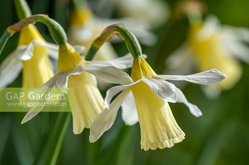 Narcissus 'Elka' - Dwarf Daffodil