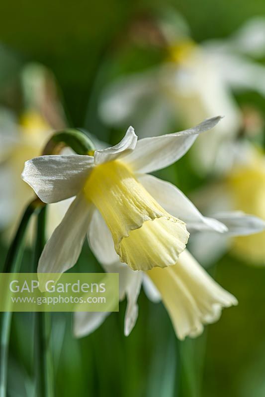 Narcissus 'Elka' - Dwarf Daffodil 