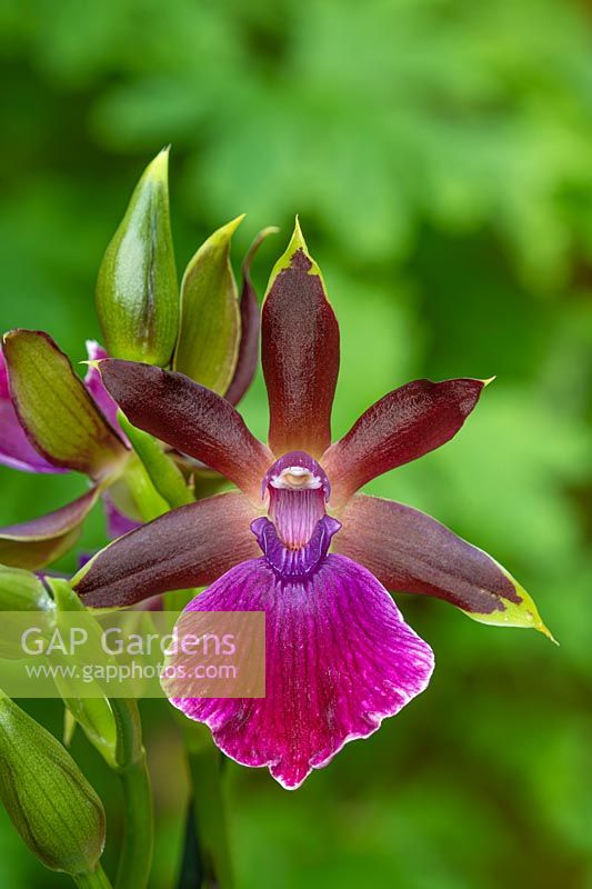 Zygopetalum 'Luisendorf' - Orchid