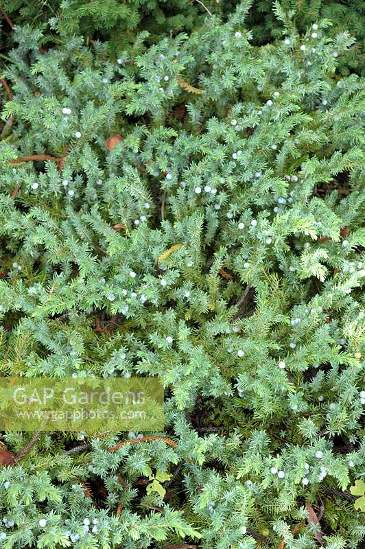 Juniperus conferta 'Emerald Sea' - Shore Juniper