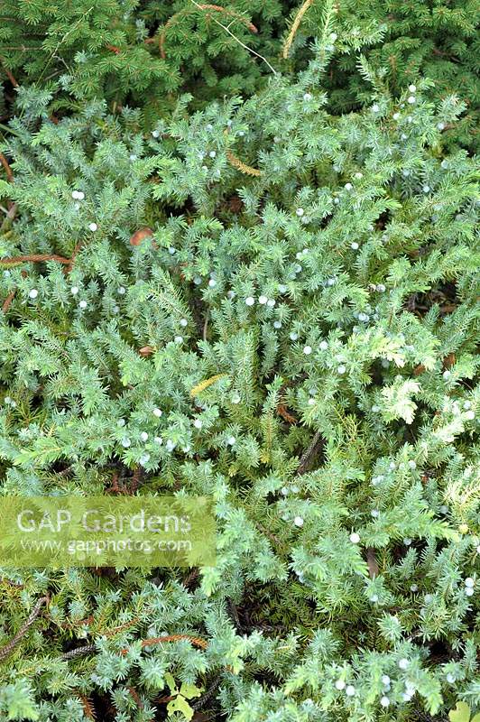 Juniperus conferta 'Emerald Sea' - Shore Juniper