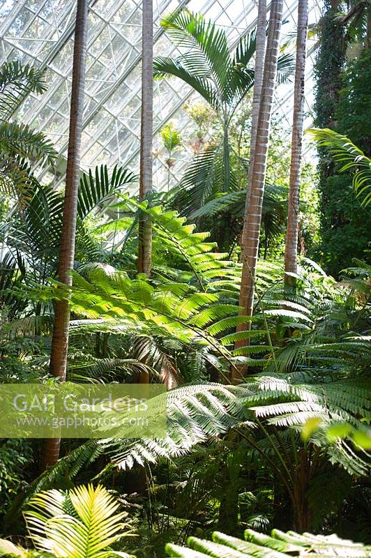 Ferns and tropical tress in the Botanical gardens Bicentennial Conservatory.