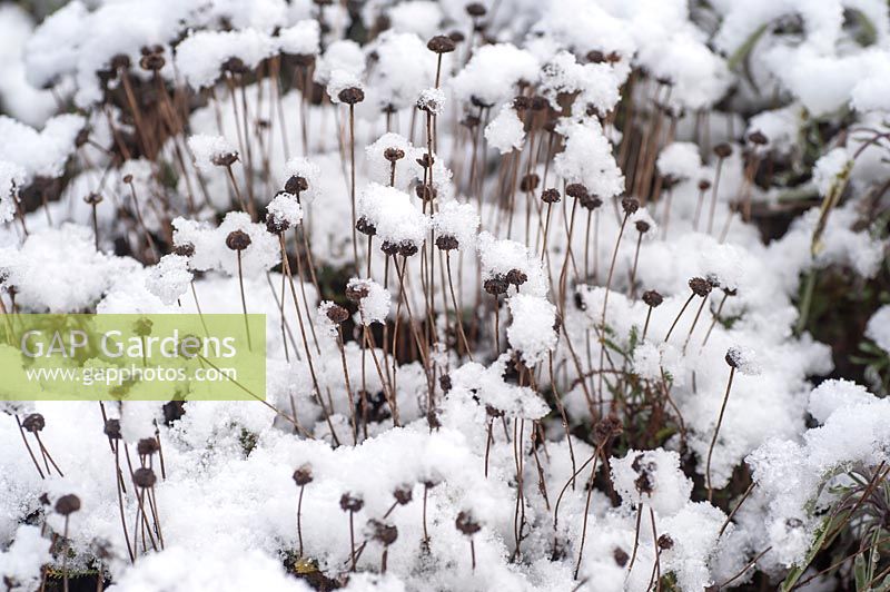 Santolina serratifolia with dry flower heads under snow in winter