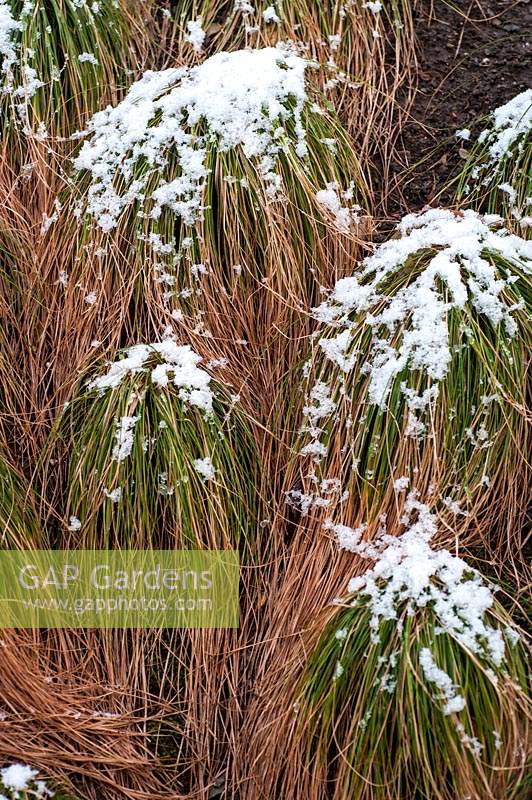 Carex morrowii var. temnolepsis - Striped Japanese Sedge partly dry under snow in winter 