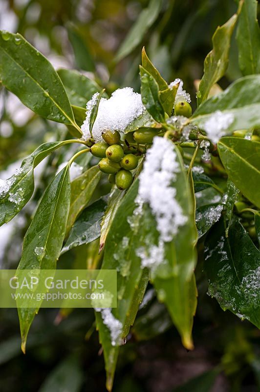 Aucuba japonica Serratifolia - branches with leaves and green berries under snow.