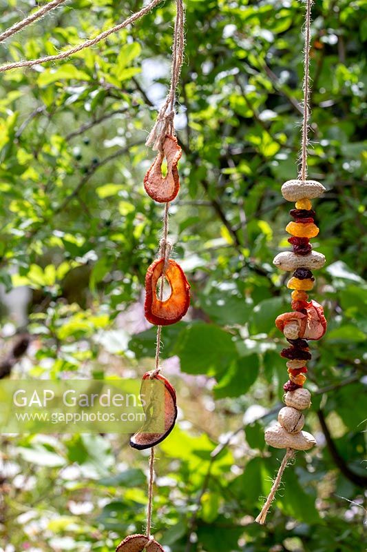Dried fruit and nuts on string in wildlife friendly garden - Springwatch Garden - Hampton Court Flower Show 2019 - designer, Jo Thompson