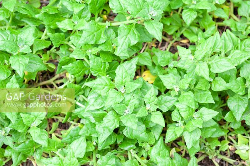 Tetragonia tetragonoides - New Zealand Spinach