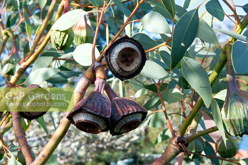 Eucalyptus pyriformis - Pear-fruited Mallee or Dowerin Rose