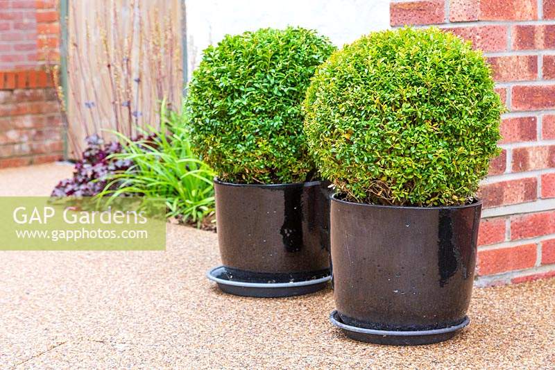 Two pots with Buxus by house