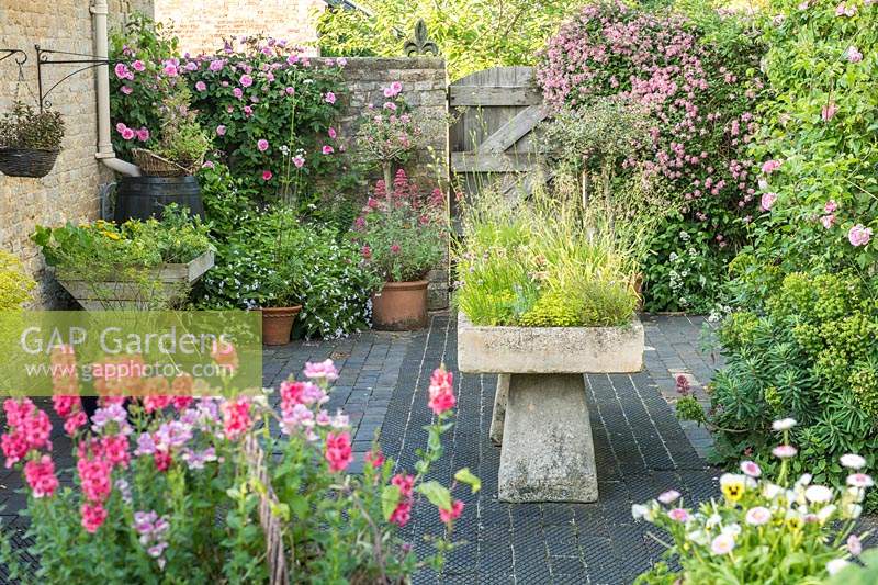 Antique stone sink on stadle stone supports in courtyard. Herbs and alpines. Rosa 'Constance Spry',  Clematis montana 'Broughton Star'.