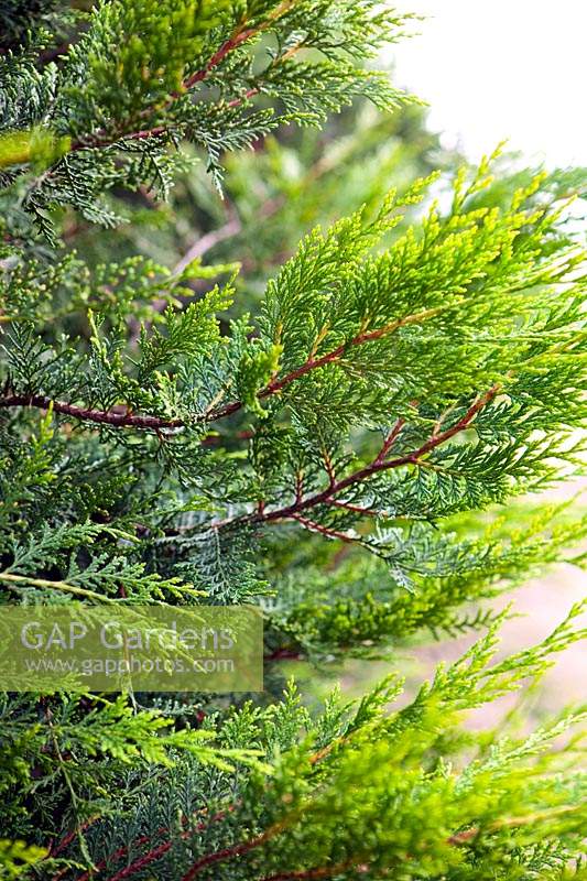 x Cuprocyparis leylandii 'Castlewellan'. Leyland cypress