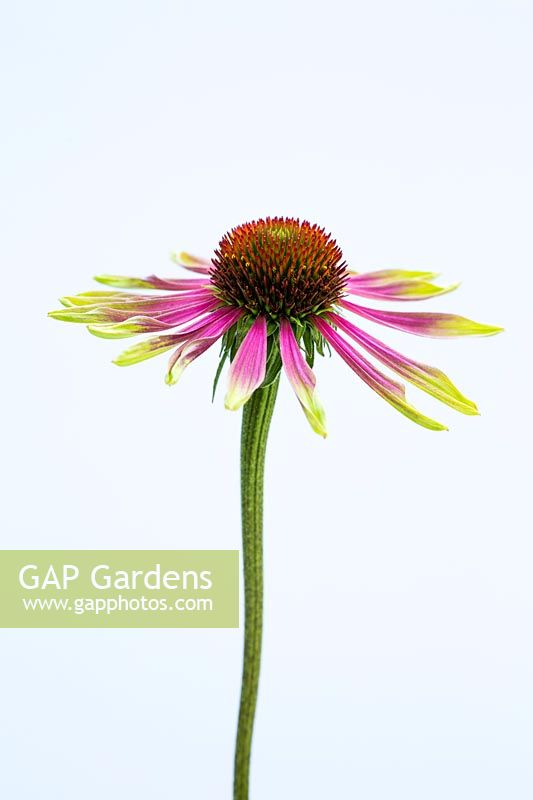 Echinacea 'Green Envy'. A perennial coneflower with lime-green petals that gradually develop a pink flush.