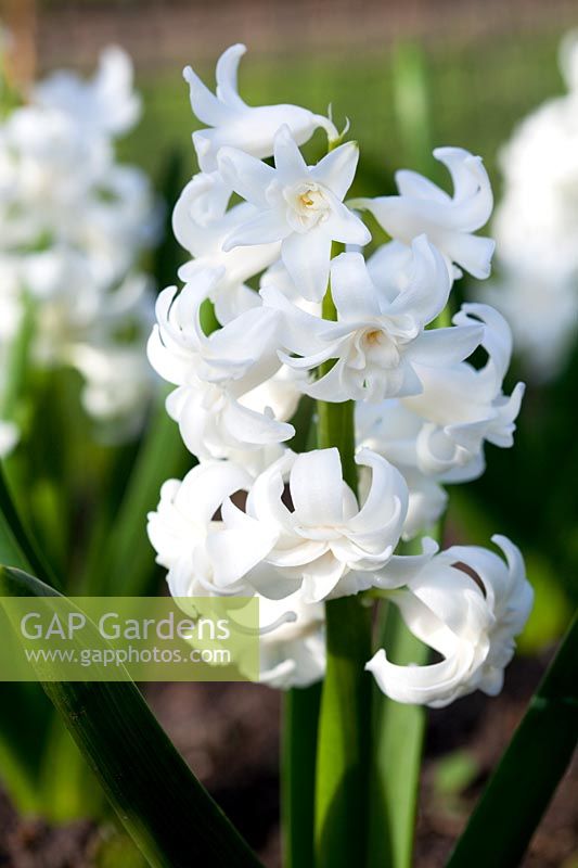 Hyacinthus 'Madame Sophie'. A hardy hyacinth with scented, ruffled double star shaped flowers 