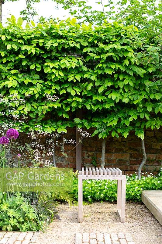 A small wooden stool in front of pleached hornbeams underplanted with sweet woodruff.