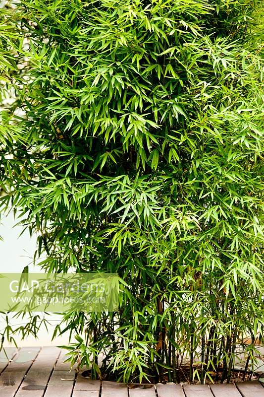Phyllostachys aureosulcata - Bamboo