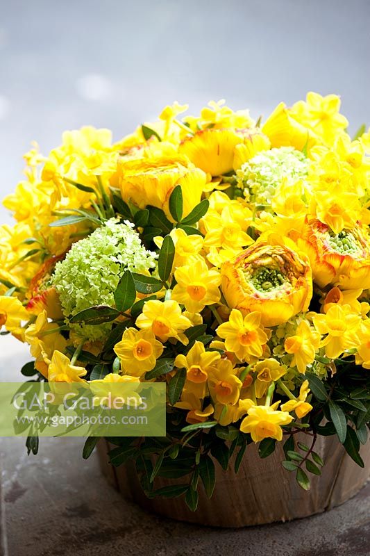 Floral arrangement using daffodils, Ranunculus and Guelder rose. 