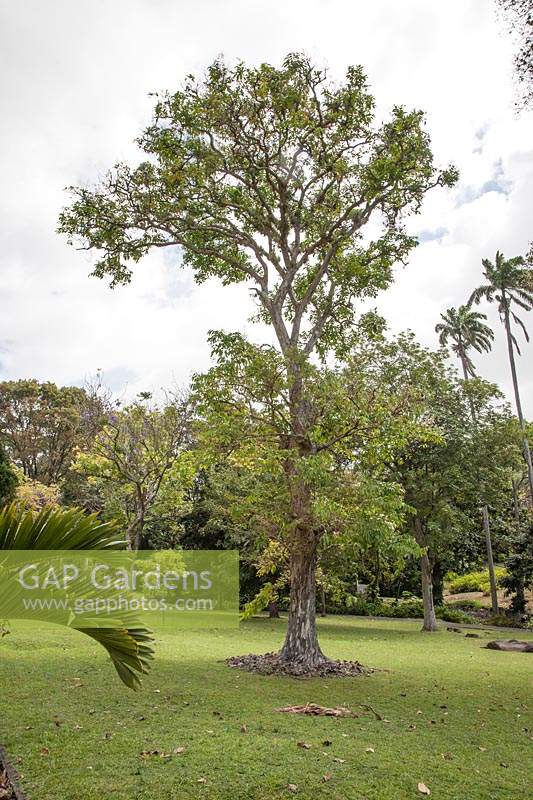 Jacaranda tree with Tillandsia - Palm trees. 
