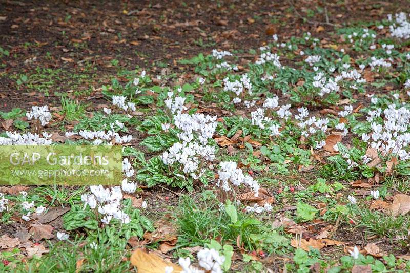 White Cyclamen hederifolium syn. Cyclamen neapolitanum naturalised in arboretum.