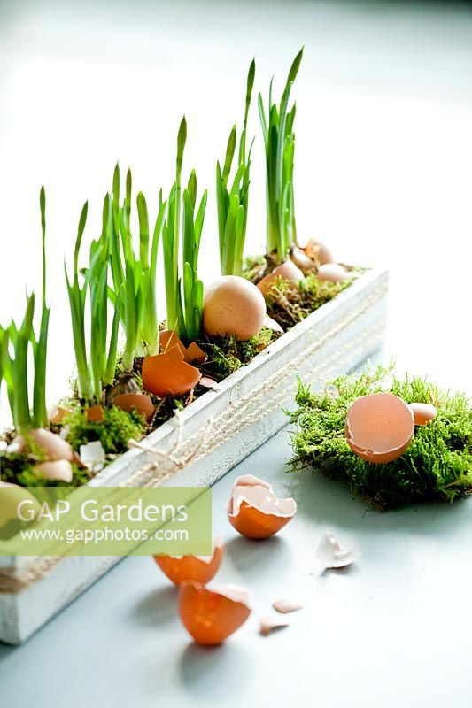 Daffodils displayed in a wooden trough with broken egg shells and moss