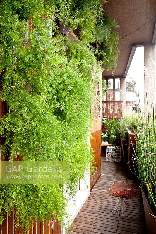 Asparagus densiflorus 'Sprengeri' grows vertically in small terrace garden. 
