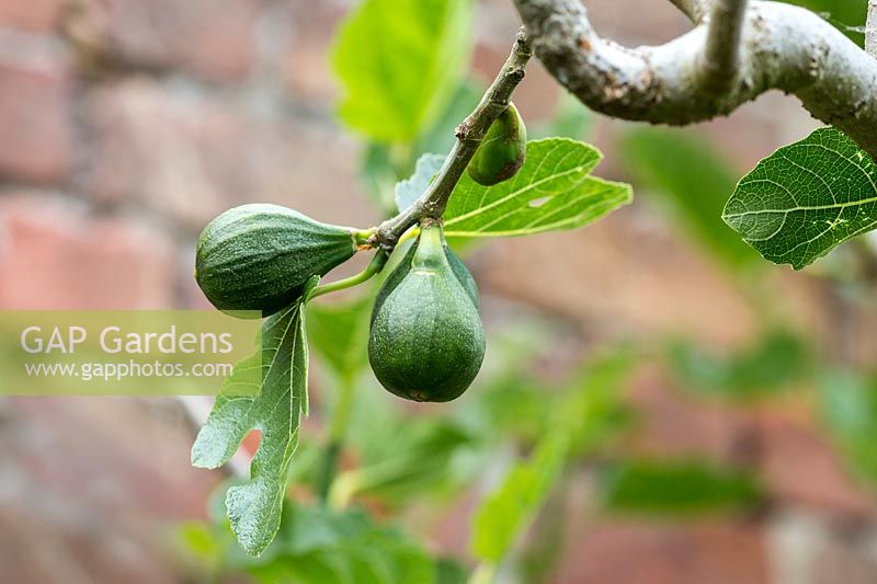 Figs - Ficus carica 