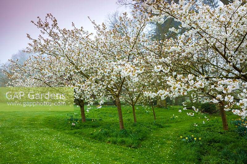 Prunus 'Tai-haku' - Great White Cherry tree in blossom at Wyken Hall Garden, Suffolk, UK.
