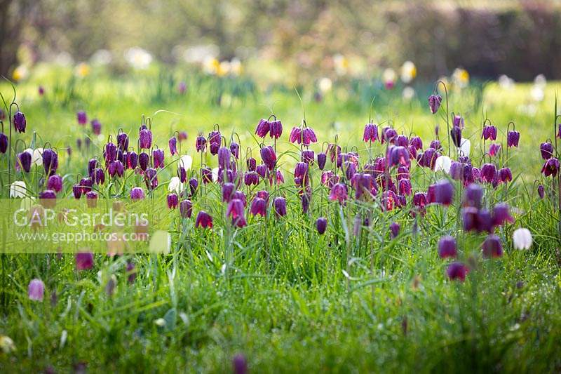 Fritillaria meleagris - Snakeshead Fritilary - growing in the grass. 