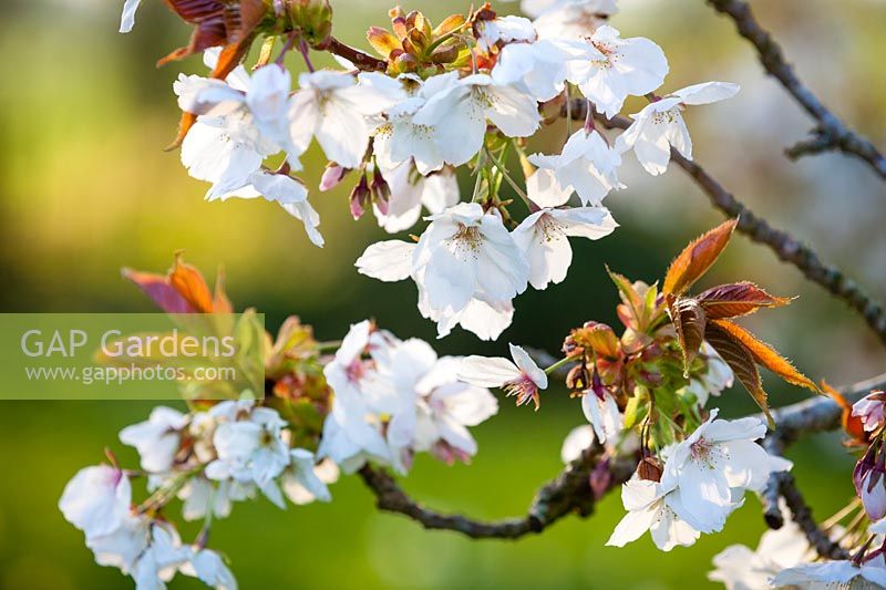 Prunus 'Tai-haku', Great White Cherry