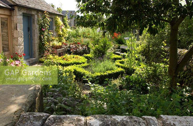 Small cottage garden with parterre of low Buxus hedge beds beneath tree 